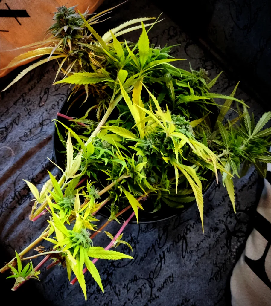 Fermentieren und Konservieren in der Keto Küche 14 Fermentieren und Konservieren in der Keto Küche Cannabis verarbeiten, Anleitung