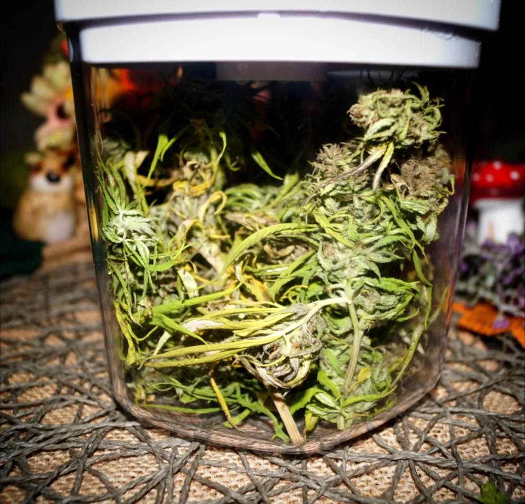Kräuter und Tee fermentieren 7 Kräuter und Tee fermentieren Cannabis verarbeiten, Anleitung